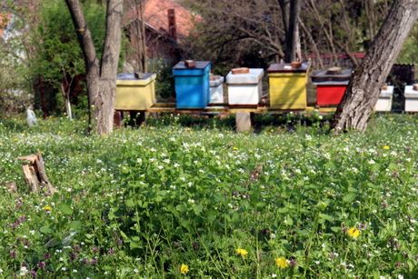 Pčele, pčelarstvo, med, košnice, Srbija