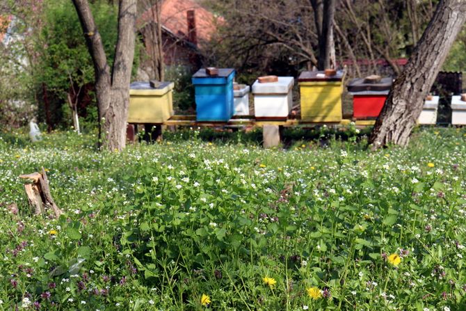 Pčele, pčelarstvo, med, košnice, Srbija