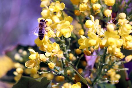 Pčele, pčelarstvo, med, košnice, Srbija