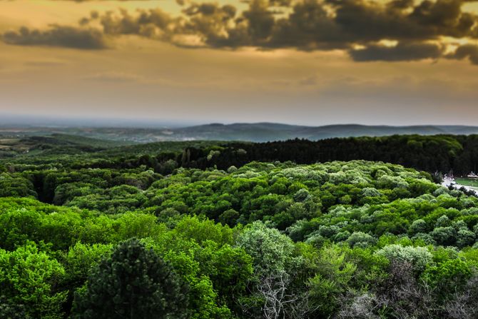 Fruska Gora, Tara, Divčibare