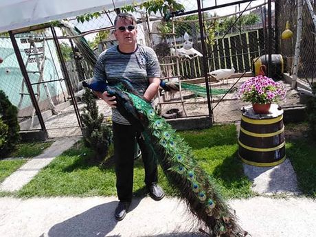 Dragan Lukić Dragan Lukić