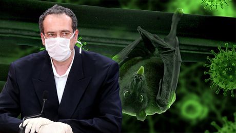 Srđa Janković, slepi miš Srđa Janković, slepi miš