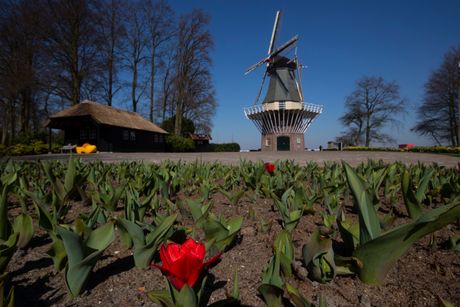 Lale, tulips, Amsterdam, poruka