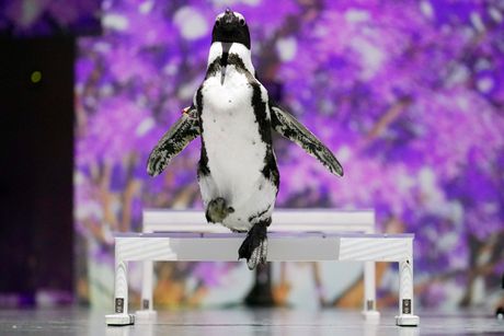 Pingvini, Akva Park, Tokio, Aqua Park Shinagawa, Tokyo Pingvini, Akva Park, Tokio, Aqua Park Shinagawa, Tokyo