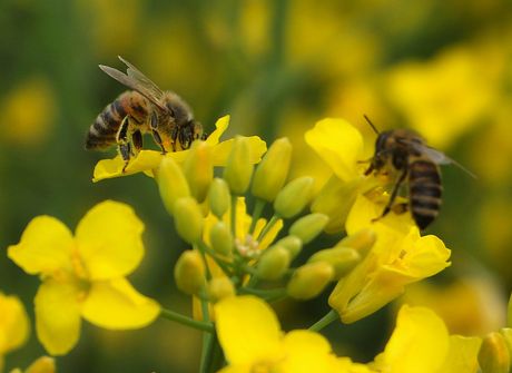 NOVI SAD PČELE REPICA KOŠNICE
