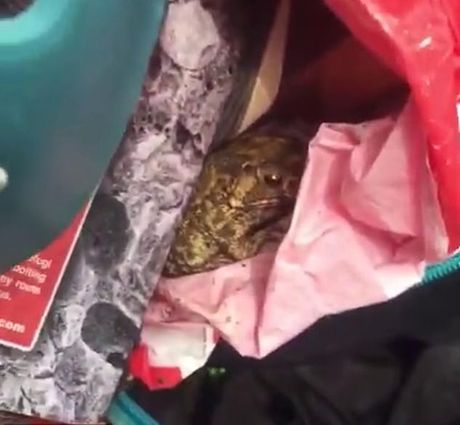 Rafaela Vidžet Rafaela Vidžet