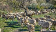 GROM UBIO STADO OVACA KOD ZVORNIKA! Komšije se organizuju da pomognu nesrećnom domaćinu, a možete i vi