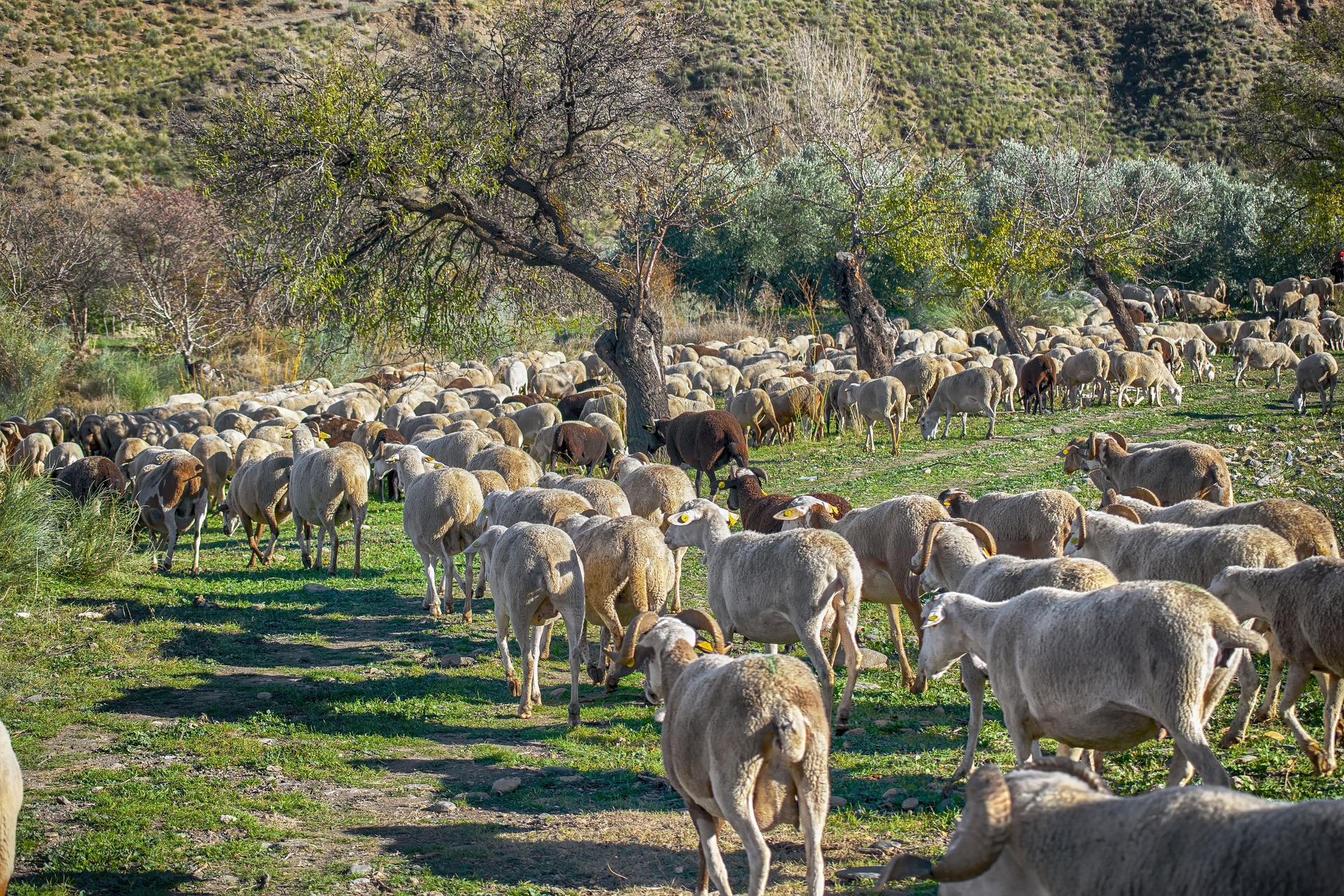 GROM UBIO STADO OVACA KOD ZVORNIKA! Komšije se organizuju da pomognu nesrećnom domaćinu, a možete i vi