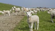 Odgovor za uzgajivače: Zašto nije povećana subvencija za ovce?
