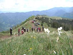 planina Stolovi, konji
