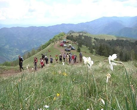 planina Stolovi, konji