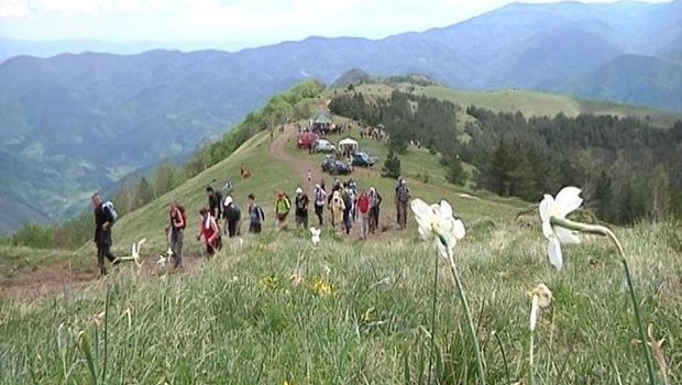 planina Stolovi, konji