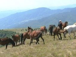 planina Stolovi, konji