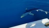 Nestvaran prizor u Jadranskom moru: Morski pas snimljen kako jede iz ruke ribaru