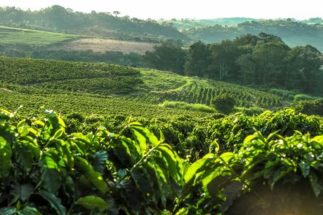 kafa plantaža uzgj kafe Brazil