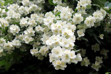 JAGODINA JASMIN CVETANJE CVETOVI JASMINA