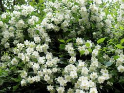 JAGODINA JASMIN CVETANJE CVETOVI JASMINA