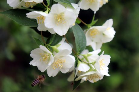 JAGODINA JASMIN CVETANJE CVETOVI JASMINA
