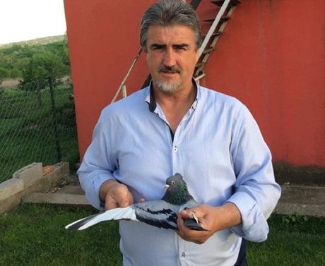 golub, golubarstvo, Topola, Đorđe Radišić golub, golubarstvo, Topola, Đorđe Radišić
