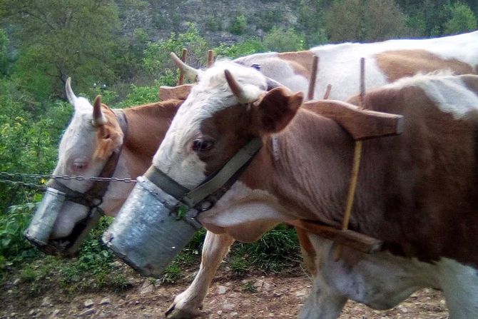 Krave sa brnjicom Gostuša Krave sa brnjicom Gostuša