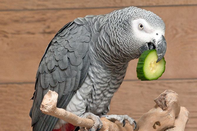 Africki sivi papagaj, Zako Africki sivi papagaj, Zako