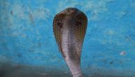 Hvatačica zmija uhvatila kobru za čas: Koristila nešto što skoro svi imamo u kući