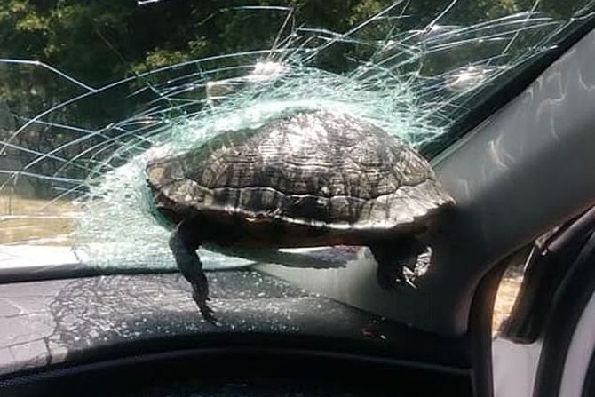 Kornjača Šoferka Kornjača Šoferka