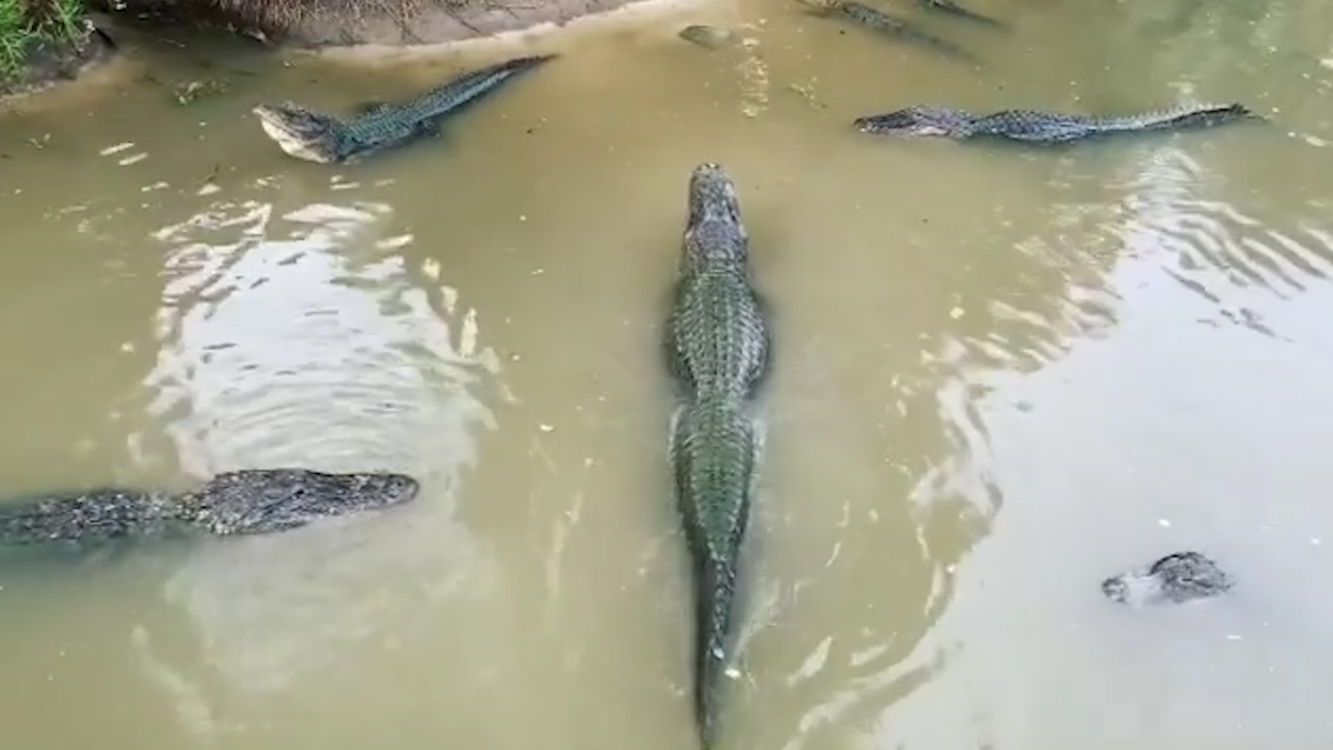 Muškarac koji je bacio dete krokodilima u zoološkom vrtu pušten na slobodu! Za život dečaka se i dalje bore