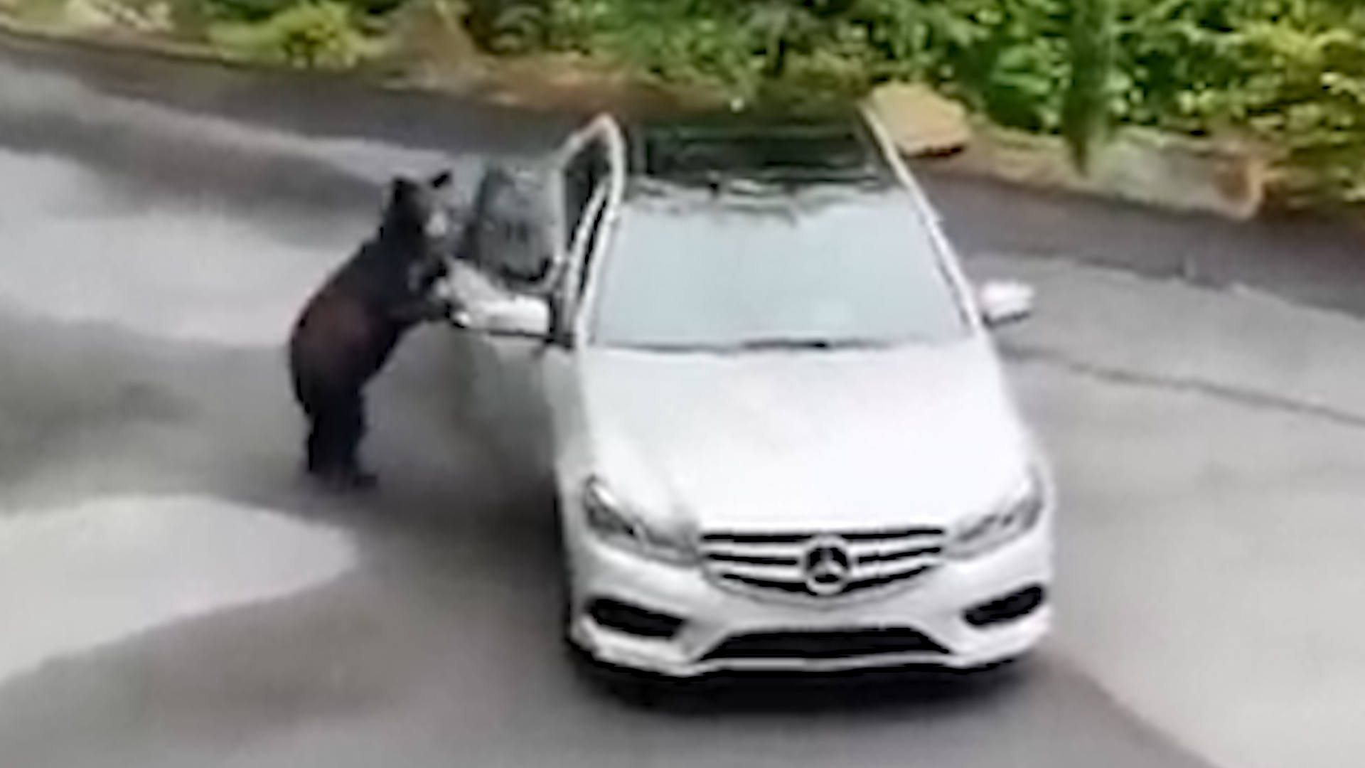 UZNEMIRUJUĆI SNIMAK Iz automobila bezbrižno hranio mečku sa mladuncem: A onda je usledio munjevit napad