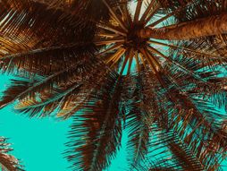 palma, more, horoskop, leto