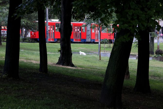 Tramvaj 6 tašmajdan