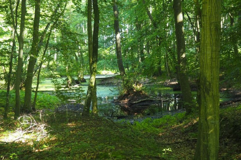 beech-wood-9933411920-830x553.jpg