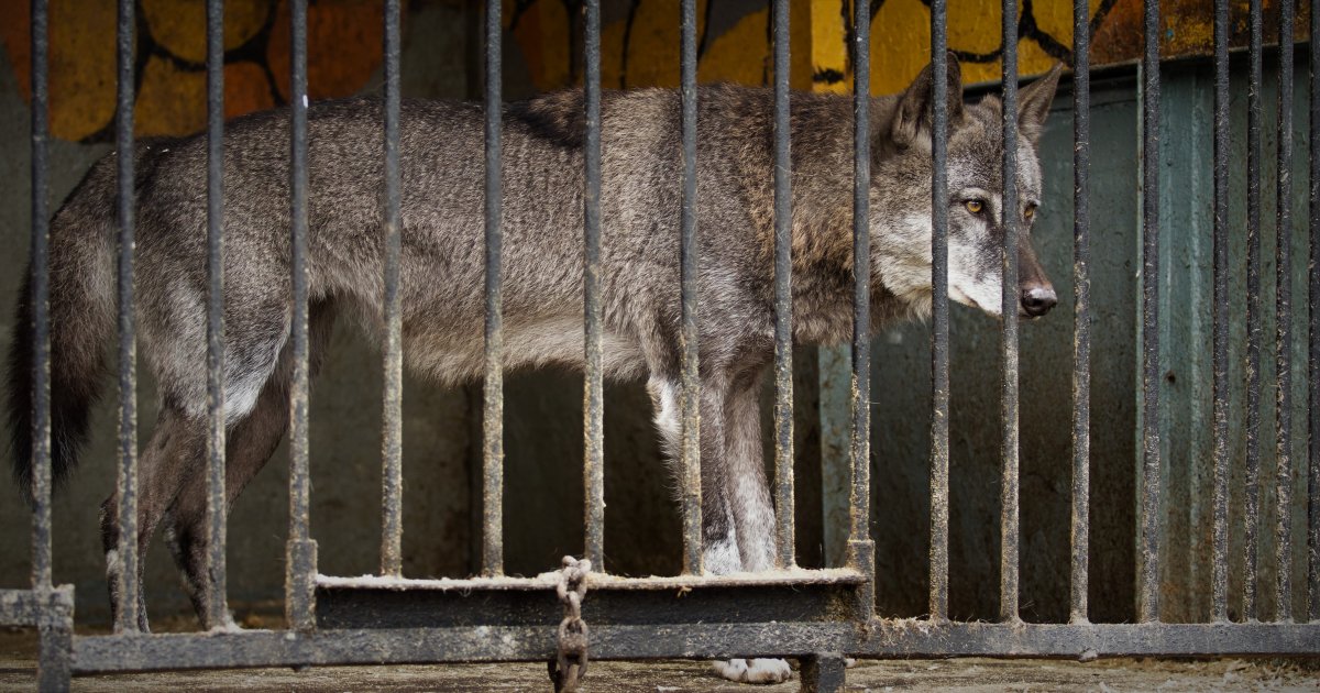Dete povređeno nakon prilaska vukovima u zoo-vrtu: Provuklo ruku kroz ogradu