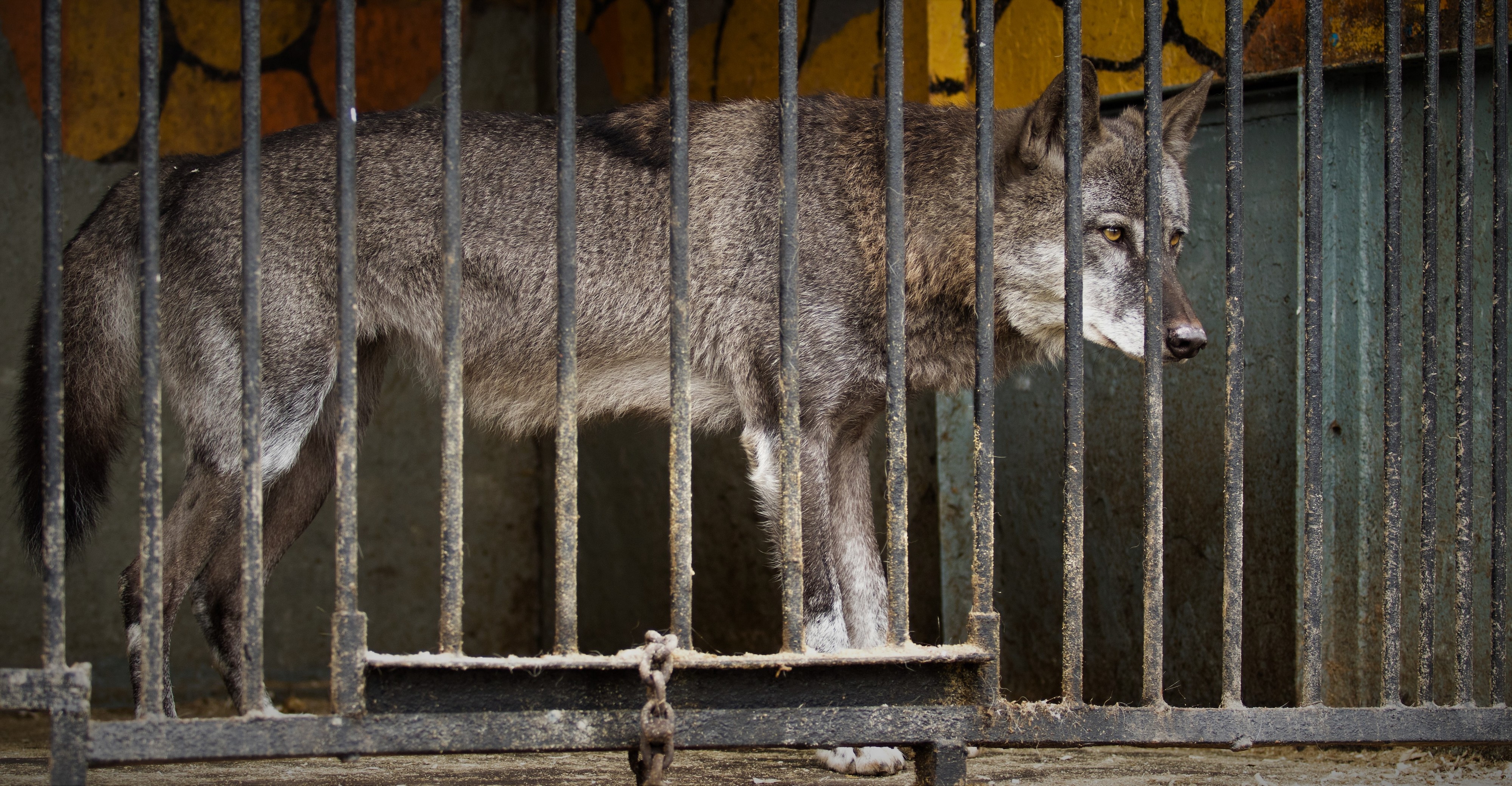 Dete povređeno nakon prilaska vukovima u zoo-vrtu: Provuklo ruku kroz ogradu
