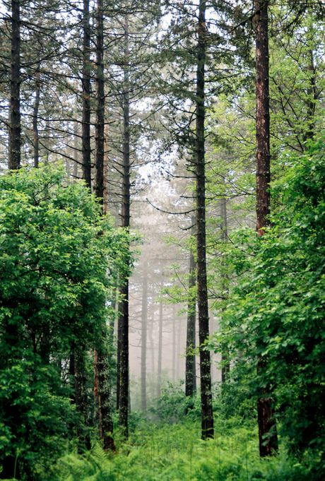 Povlen