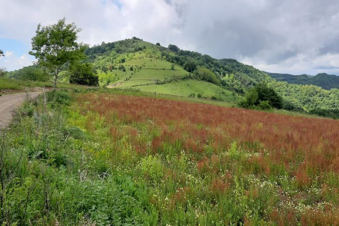 Povlen