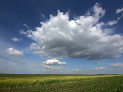Novi sad, vojvodina, polje, polja, livada, njiva, oranica, zito