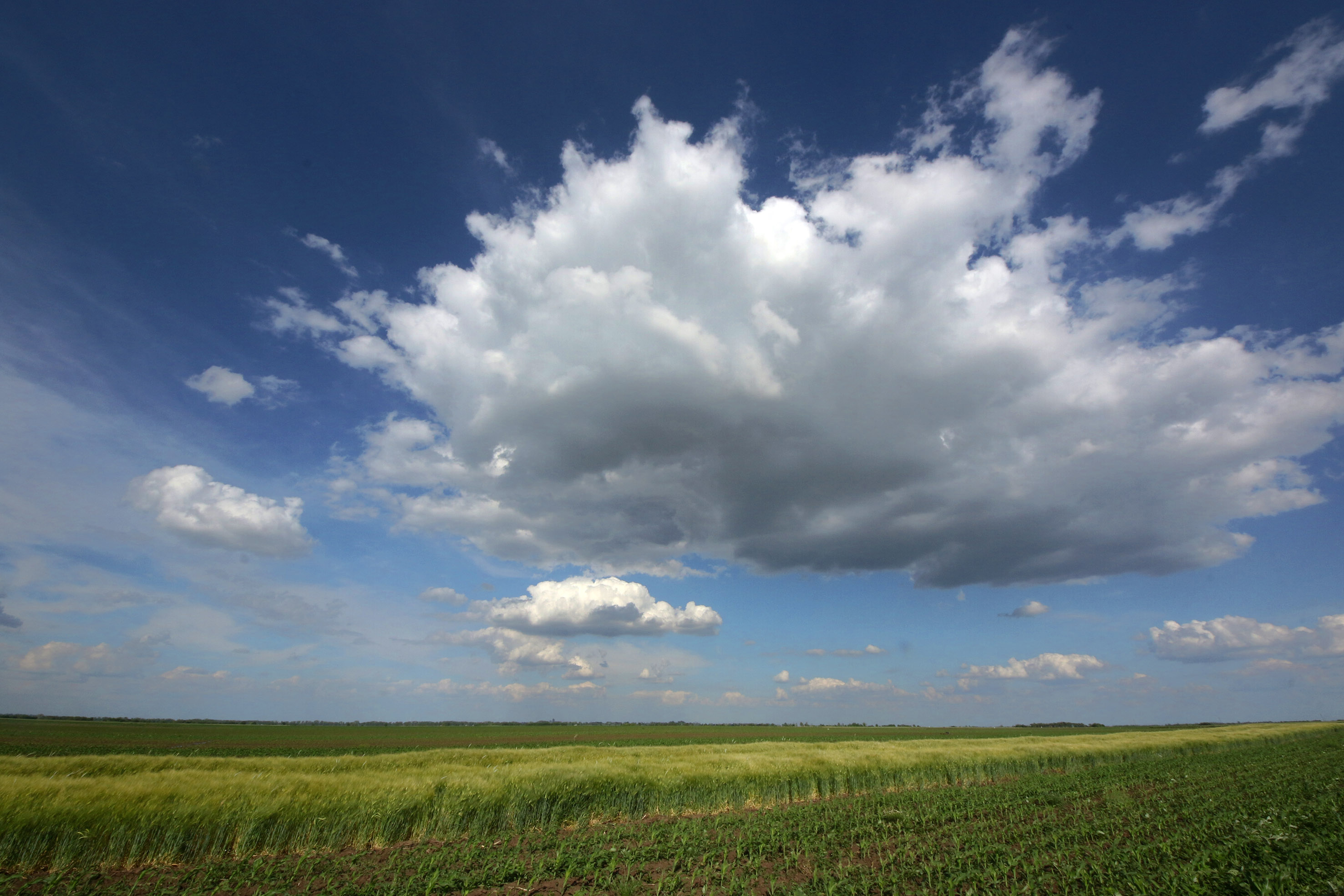 Zemlja skupa kao suvo zlato: Hektar oranice u novosadskom ataru prodat za neverovatnu sumu - padaju rekordi