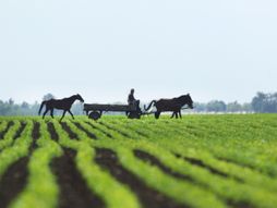 Novi sad, vojvodina, polje, polja, livada, njiva, oranica, zito