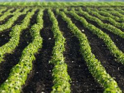 Novi sad, vojvodina, polje, polja, livada, njiva, oranica, zito