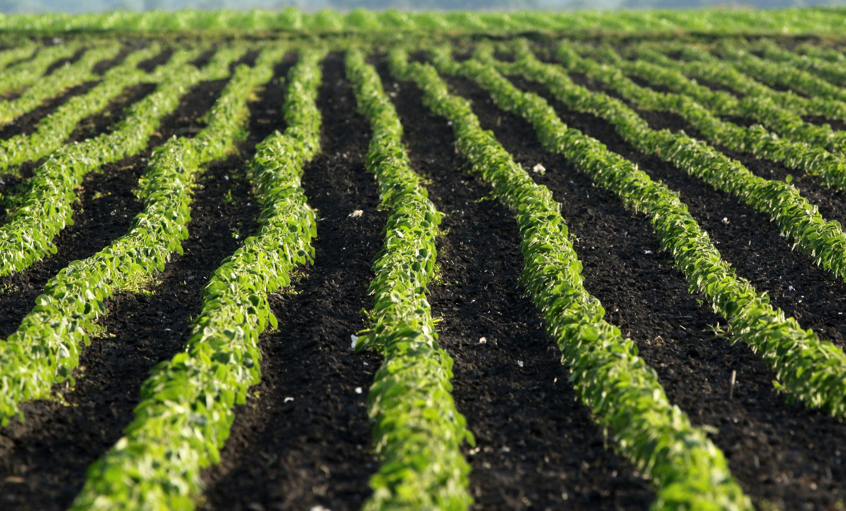 Vojvođanska oranica najsigurnija investicija: Srpske njive drže cenu, Srem apsolutni rekorder