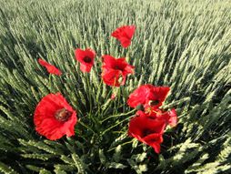 Novi sad, vojvodina, polje, polja, livada, njiva, oranica, zito