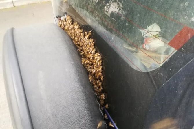 Pčele Rezervni točak Pčele Rezervni točak