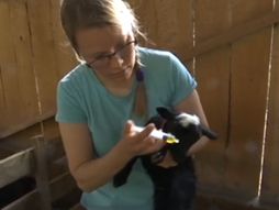 Mia Tadić Valjevo farma ovaca