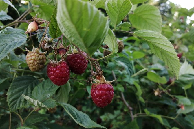 maline, mačva