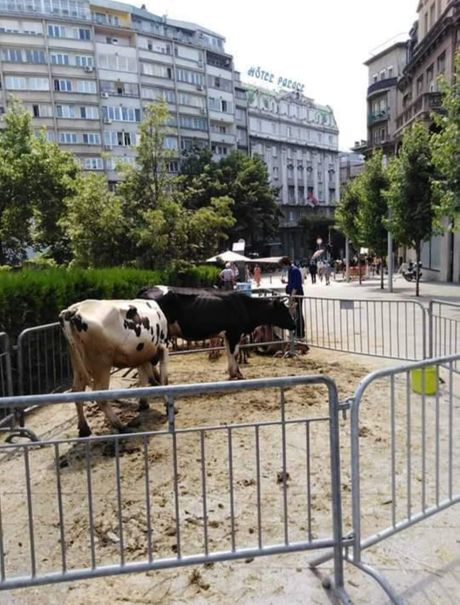 Krave i koze Krave i koze