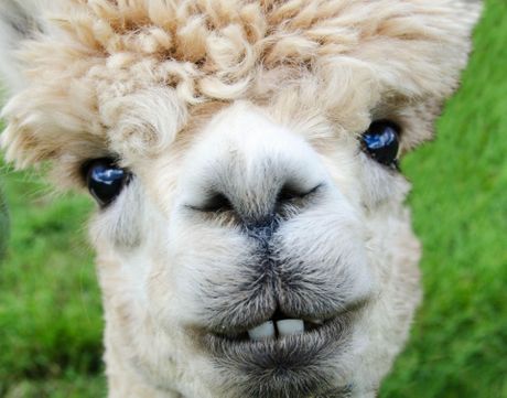 alpaka alpaka
