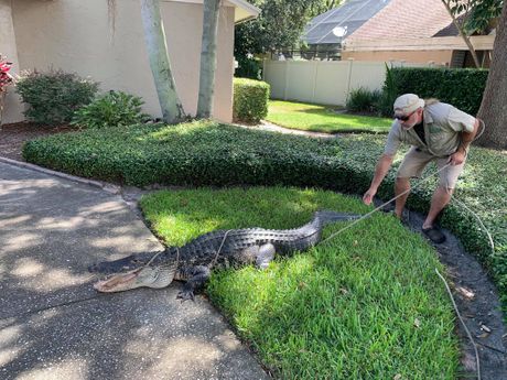 Aligator, Florida