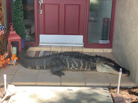 Aligator, Florida Aligator, Florida