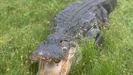 Otvorio vrata, izujedao ga aligator: Bizarna scena na Floridi